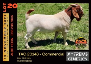 LOT 20 1X BOER GOAT BUCK - COMMERCIAL - ALBIAN STUD