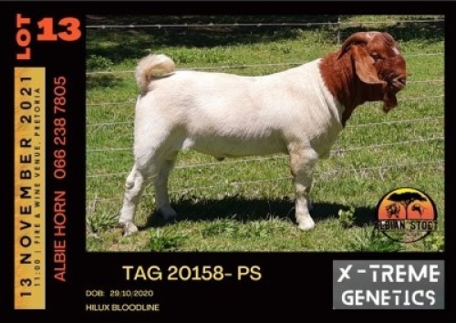 LOT 13 1X BOER GOAT BUCK - POTENTIAL STUD - ALBIAN STUD