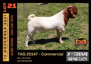 LOT 21 1X BOER GOAT BUCK - COMMERCIAL - ALBIAN STUD