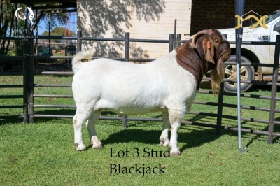 LOT 3 1X BOER GOAT BUCK - STUD - JOUBERT HORN BOER GOAT STUD