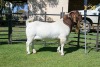 LOT 3 1X BOER GOAT BUCK - STUD - JOUBERT HORN BOER GOAT STUD - 2