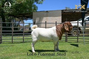 LOT 6 1X BOER GOAT BUCK - POTENTIAL STUD - JOUBERT HORN BOER GOAT STUD