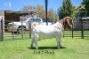 LOT 7 1X BOER GOAT BUCK - FLOCK "C" - JOUBERT HORN BOER GOAT STUD - 2