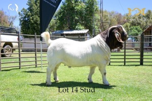 LOT 14 1X BOER GOAT BUCK - STUD - JOUBERT HORN BOER GOAT STUD