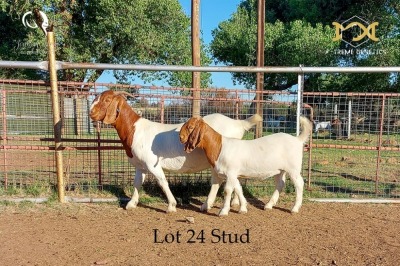 LOT 24 1+1X BOER GOAT DOE WITH LAMB - STUD - JOUBERT HORN BOER GOAT STUD