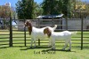 LOT 24 1+1X BOER GOAT DOE WITH LAMB - STUD - JOUBERT HORN BOER GOAT STUD - 2