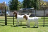 LOT 24 1+1X BOER GOAT DOE WITH LAMB - STUD - JOUBERT HORN BOER GOAT STUD - 3