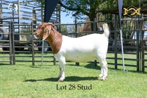 LOT 28 1X BOER GOAT DOE - STUD - JOUBERT HORN BOER GOAT STUD