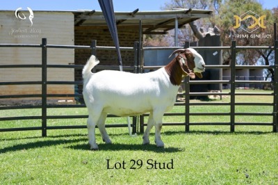 LOT 29 1X BOER GOAT DOE - STUD - JOUBERT HORN BOER GOAT STUD