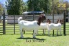 LOT 30 1+2X BOER GOAT DOE WITH LAMB - FLOCK - JOUBERT HORN BOER GOAT STUD