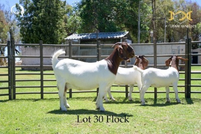 LOT 30 1+2X BOER GOAT DOE WITH LAMB - FLOCK - JOUBERT HORN BOER GOAT STUD