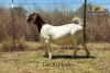 LOT 30 1+2X BOER GOAT DOE WITH LAMB - FLOCK - JOUBERT HORN BOER GOAT STUD - 2