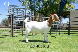 40 1X BOER GOAT DOE - FLOCK - JOUBERT HORN BOER GOAT STUD