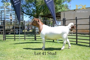 41 1X BOER GOAT DOE - STUD - JOUBERT HORN BOER GOAT STUD