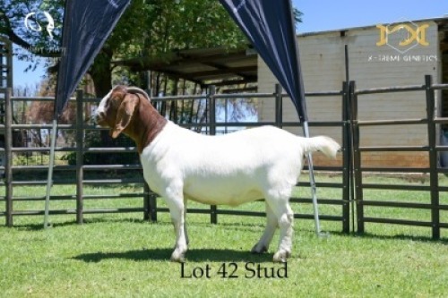 42 1X BOER GOAT DOE - STUD - JOUBERT HORN BOER GOAT STUD