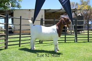 52 1X BOER GOAT DOE - STUD - JOUBERT HORN BOER GOAT STUD