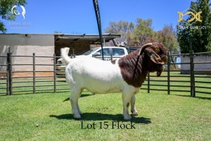 LOT 15 1X BOER GOAT BUCK - FLOCK "C" - JOUBERT HORN BOER GOAT STUD