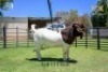 LOT 15 1X BOER GOAT BUCK - FLOCK "C" - JOUBERT HORN BOER GOAT STUD