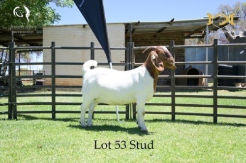 53 1X BOER GOAT DOE - STUD - JOUBERT HORN BOER GOAT STUD