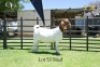 53 1X BOER GOAT DOE - STUD - JOUBERT HORN BOER GOAT STUD