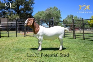 75 1X BOER GOAT DOE - POTENTIAL STUD - JOUBERT HORN BOER GOAT STUD