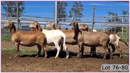 LOT 78R 1X MEATMASTER OOI/EWE - PREGNANT