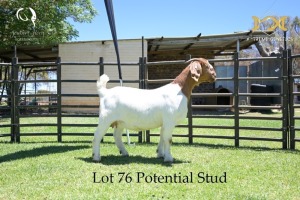 76 1X BOER GOAT DOE - POTENTIAL STUD - JOUBERT HORN BOER GOAT STUD