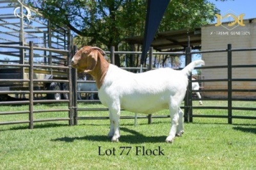 77 1X BOER GOAT DOE - FLOCK - JOUBERT HORN BOER GOAT STUD