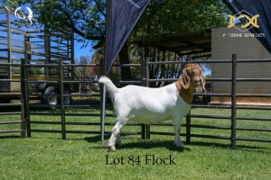 84 1X BOER GOAT DOE - FLOCK - JOUBERT HORN BOER GOAT STUD