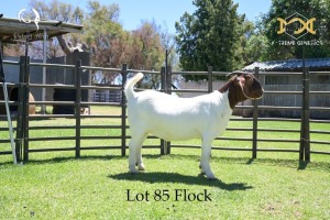 85 1X BOER GOAT DOE - FLOCK - JOUBERT HORN BOER GOAT STUD