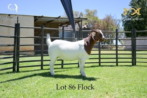 86 1X BOER GOAT DOE - FLOCK - JOUBERT HORN BOER GOAT STUD