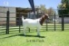 86 1X BOER GOAT DOE - FLOCK - JOUBERT HORN BOER GOAT STUD