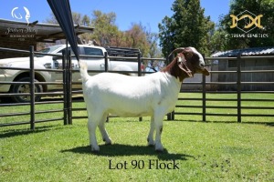 90 1X BOER GOAT DOE - FLOCK - JOUBERT HORN BOER GOAT STUD