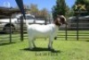 90 1X BOER GOAT DOE - FLOCK - JOUBERT HORN BOER GOAT STUD