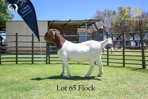 65 1X BOER GOAT DOE - FLOCK - JOUBERT HORN BOER GOAT STUD