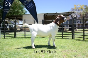 91 1X BOER GOAT DOE - FLOCK - JOUBERT HORN BOER GOAT STUD