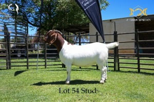 54 1X BOER GOAT DOE - STUD - JOUBERT HORN BOER GOAT STUD