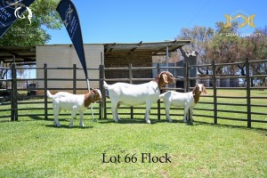 66 1+2X BOER GOAT DOE WITH LAMB - FLOCK - JOUBERT HORN BOER GOAT STUD