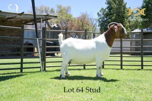 64 1X BOER GOAT DOE - STUD - JOUBERT HORN BOER GOAT STUD