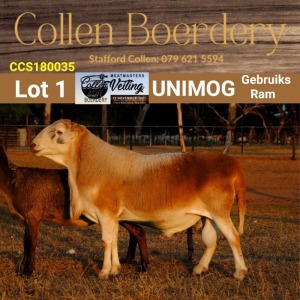 LOT 1 1X MEATMASTER RAM - AANGETEKEN - COLLEN BOERDERY