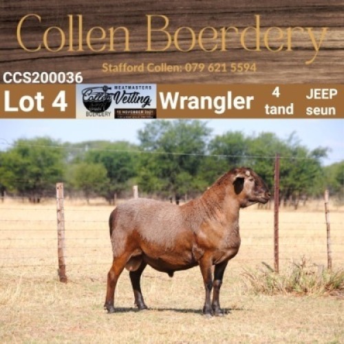 LOT 4 1X MEATMASTER RAM - AANGETEKEN - COLLEN BOERDERY