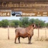 LOT 4 1X MEATMASTER RAM - AANGETEKEN - COLLEN BOERDERY