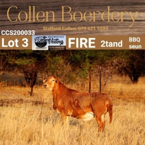 LOT 3 1X MEATMASTER RAM - AANGETEKEN - COLLEN BOERDERY