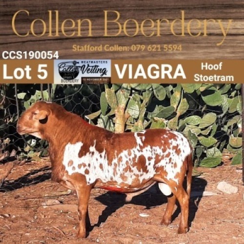 LOT 5 MEATMASTER RAM - AANGETEKEN - COLLEN BOERDERY