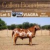 LOT 5 MEATMASTER RAM - AANGETEKEN - COLLEN BOERDERY - 2