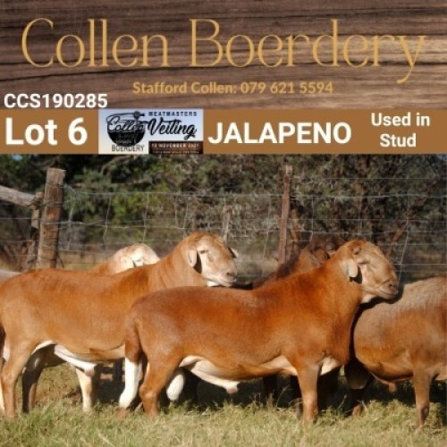 LOT 6 1X MEATMASTER RAM - AANGETEKEN - COLLEN BOERDERY