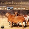 LOT 6 1X MEATMASTER RAM - AANGETEKEN - COLLEN BOERDERY - 2