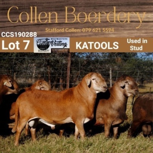 LOT 7 1X MEATMASTER RAM - AANGETEKEN - COLLEN BOERDERY