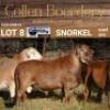 LOT 8 1X MEATMASTER RAM - AANGETEKEN - COLLEN BOERDERY