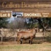 LOT 8 1X MEATMASTER RAM - AANGETEKEN - COLLEN BOERDERY - 2